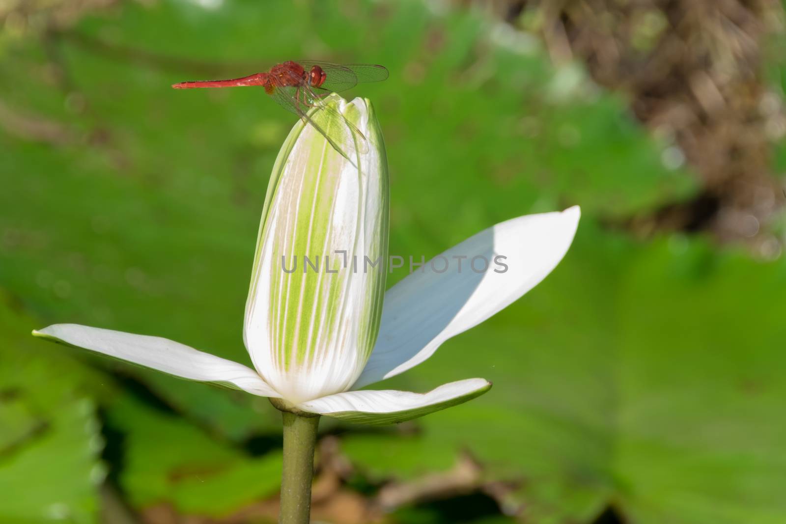 Red dragonfly perched on a lotus