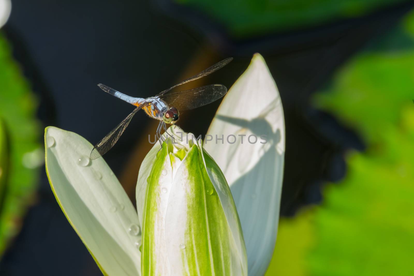 Dragonfly perched on a white lotus