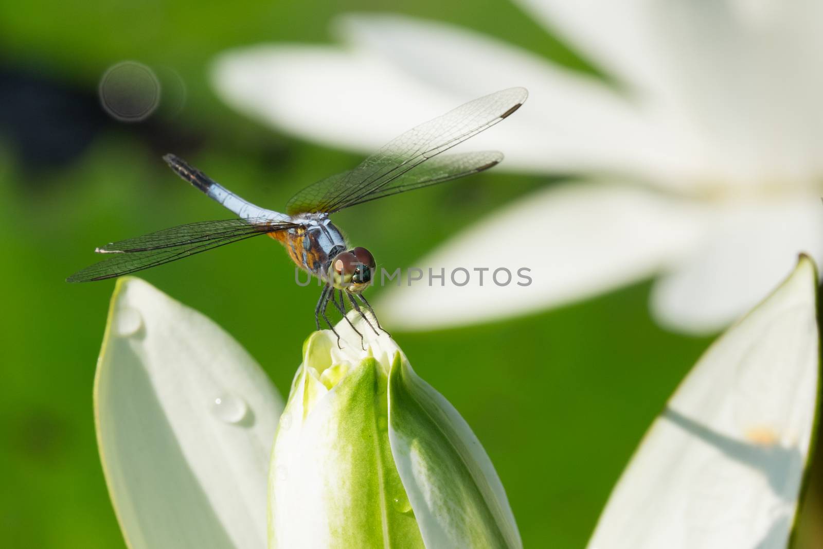 Dragonfly perched on a white lotus