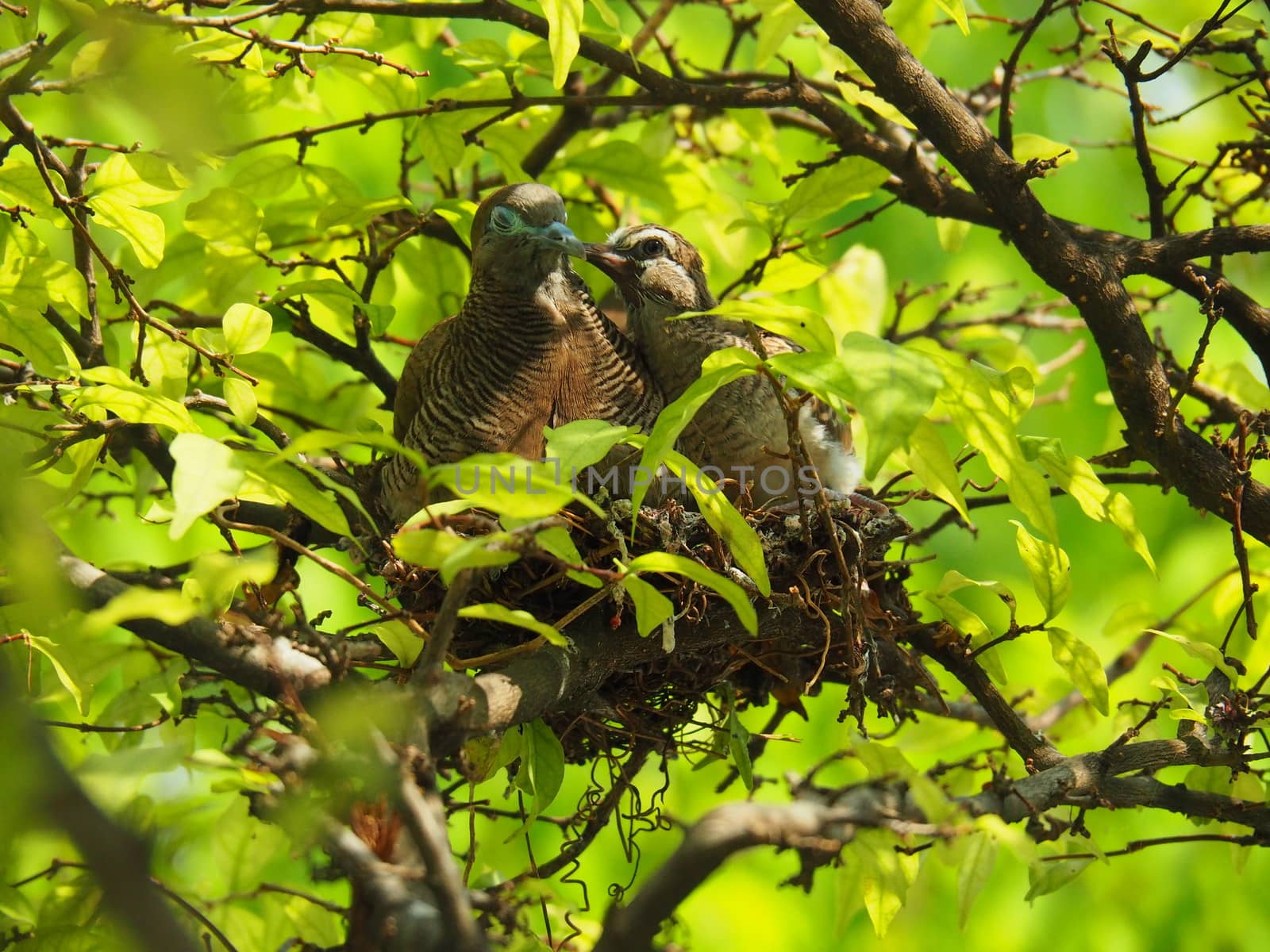 Two Birds, Baby Bird Kiss Mother With Love In Bird's Nest On Trees