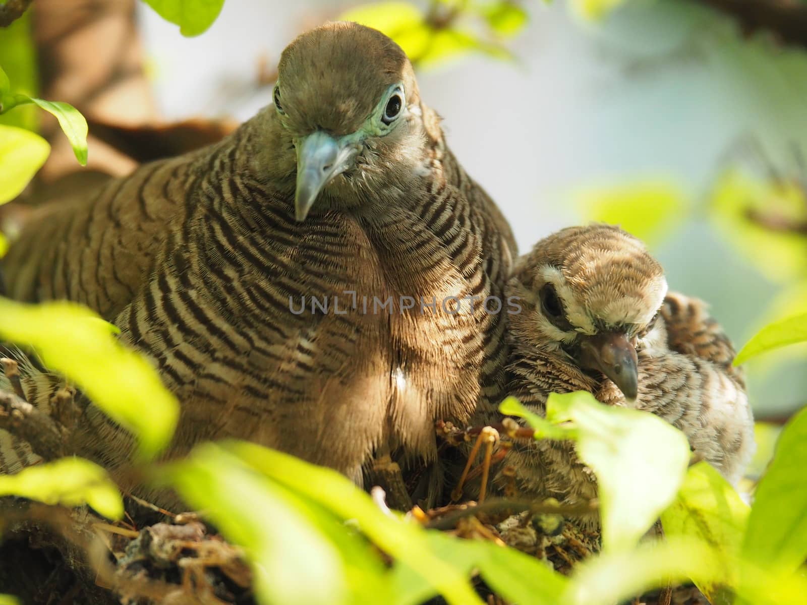 Two Birds In Bird's Nest, Baby Bird With Mother Portrait by WernBkk
