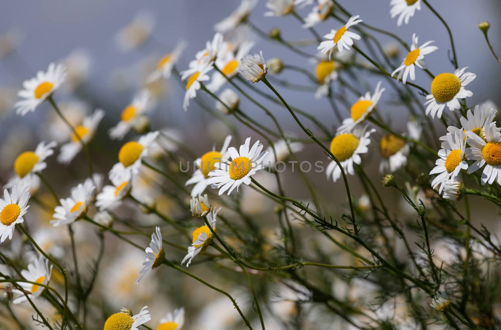 Daisies against the blue sky by fogen