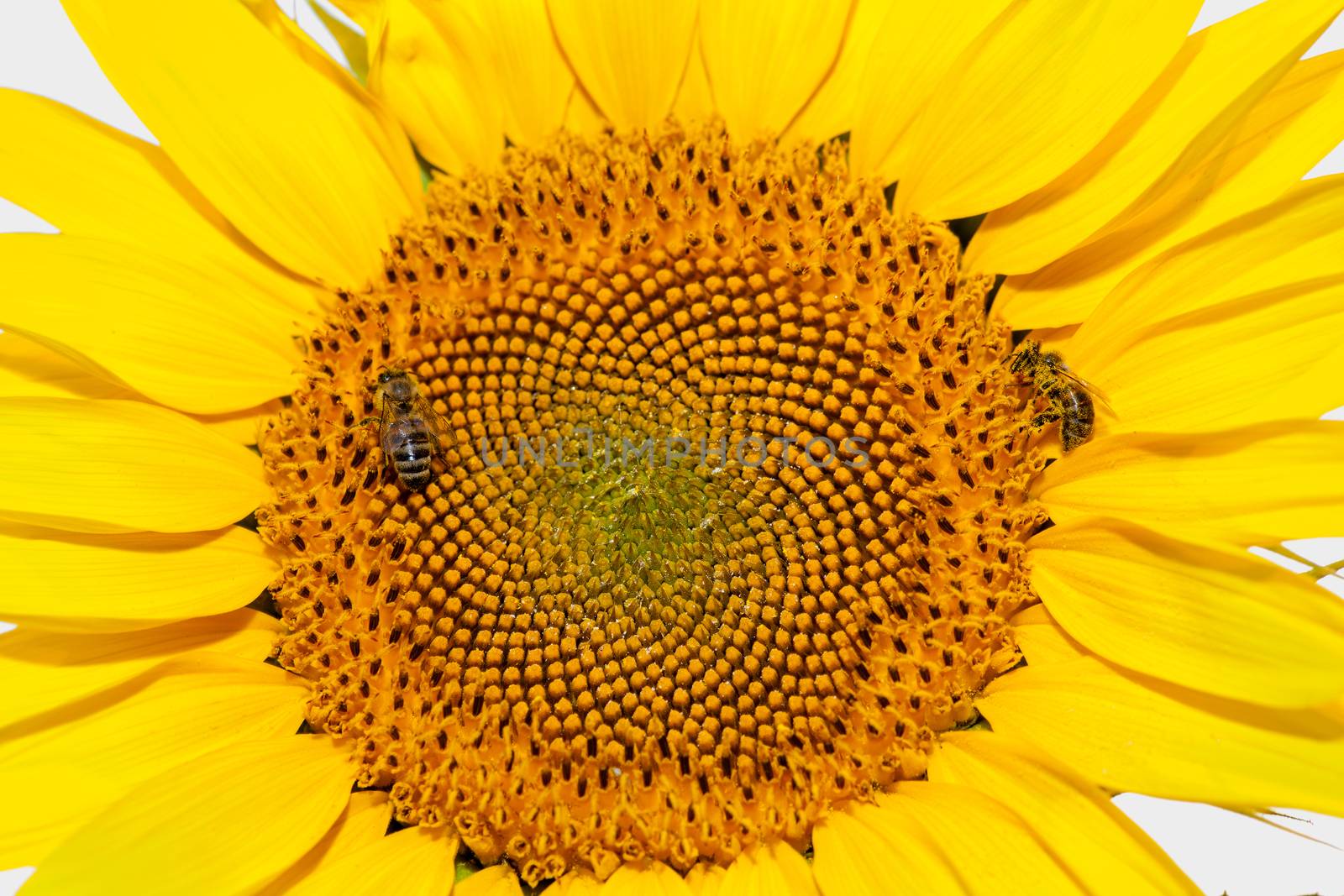 Honey bees on sunflower. Flower of sunflower close-up, natural background.