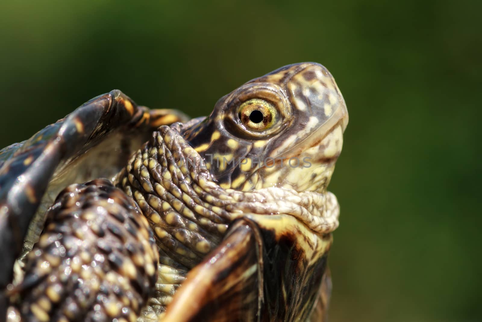 Turtle head closeup by fogen