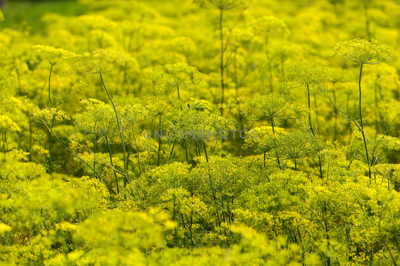 Yellow flowers are ready for picking dill, close-up