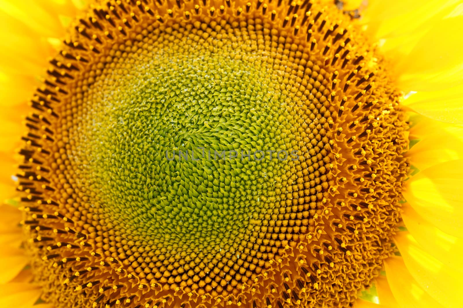 Flower of sunflower closeup on a background of blue sky
