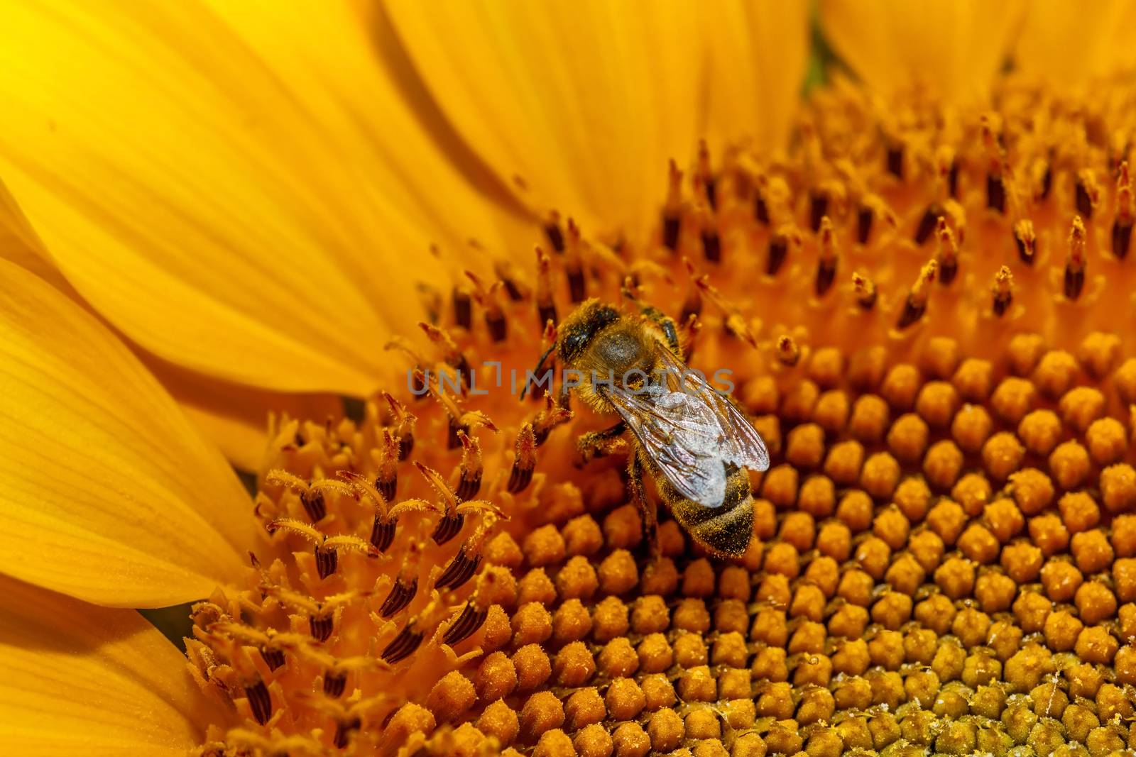Honey bee on sunflower. by fogen