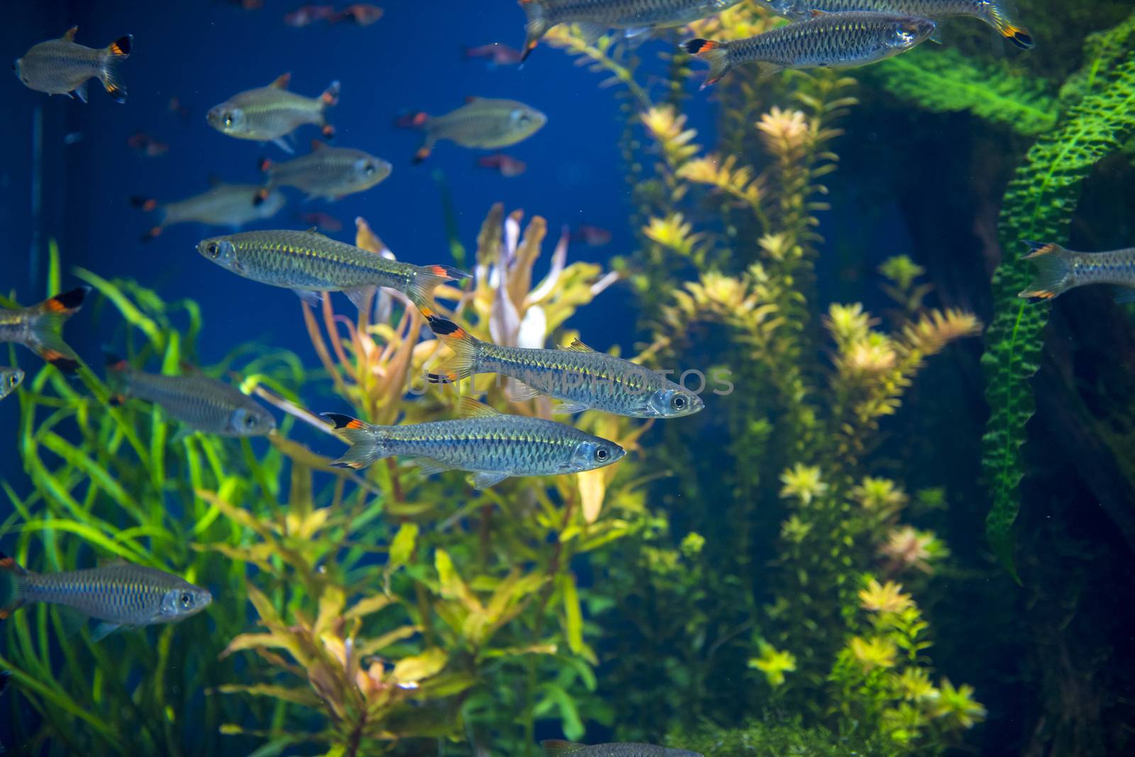 group of fishes swimming in an aquarium