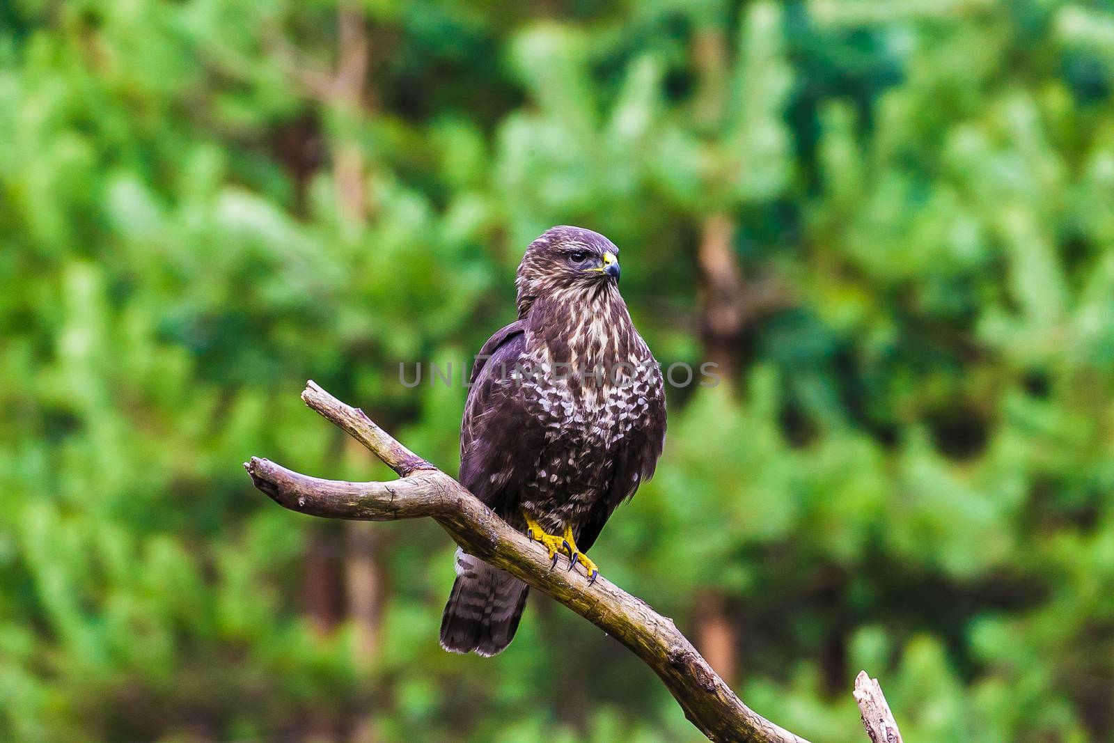 Common buzzard (Buteo buteo) in a Forest by Multipedia