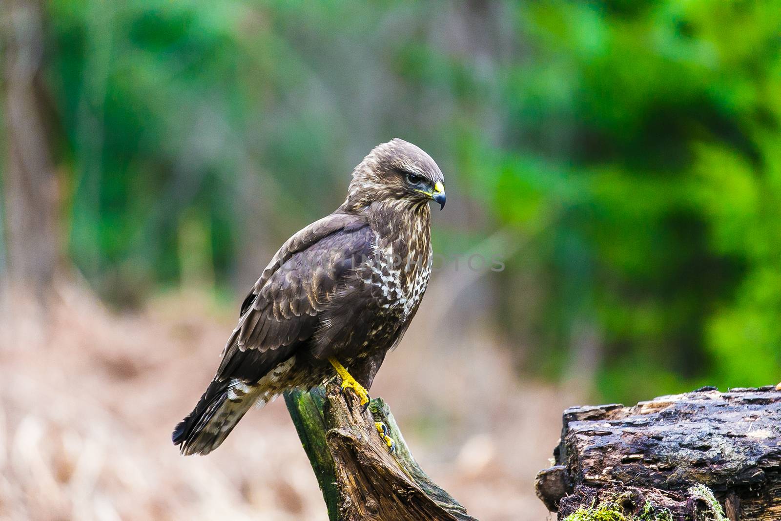 Common buzzard (Buteo buteo) in a Forest by Multipedia