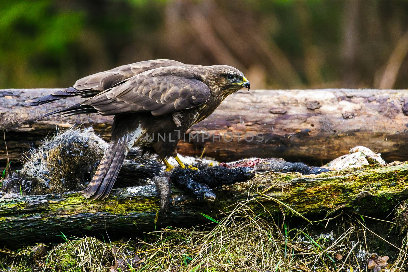 Common buzzard (Buteo buteo), bird of prey, standing in a forest in a spring day