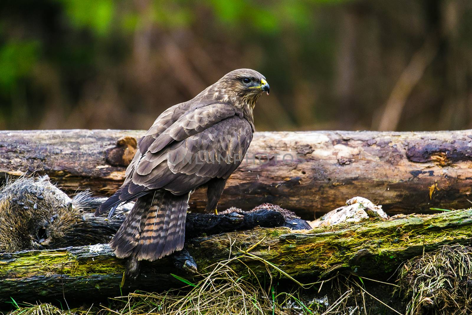 Common buzzard (Buteo buteo), bird of prey, standing in a forest in a spring day