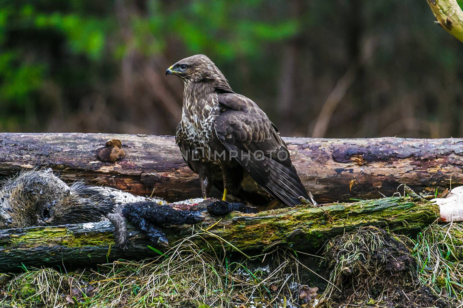 Common buzzard (Buteo buteo), bird of prey, standing in a forest in a spring day