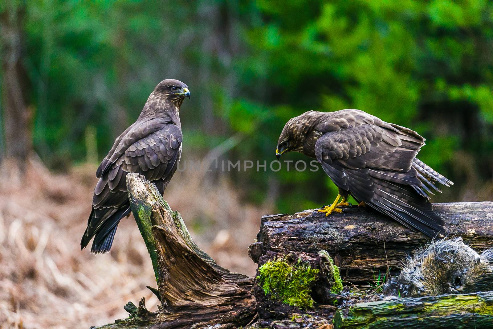 Common buzzard (Buteo buteo), bird of prey, standing in a forest in a spring day