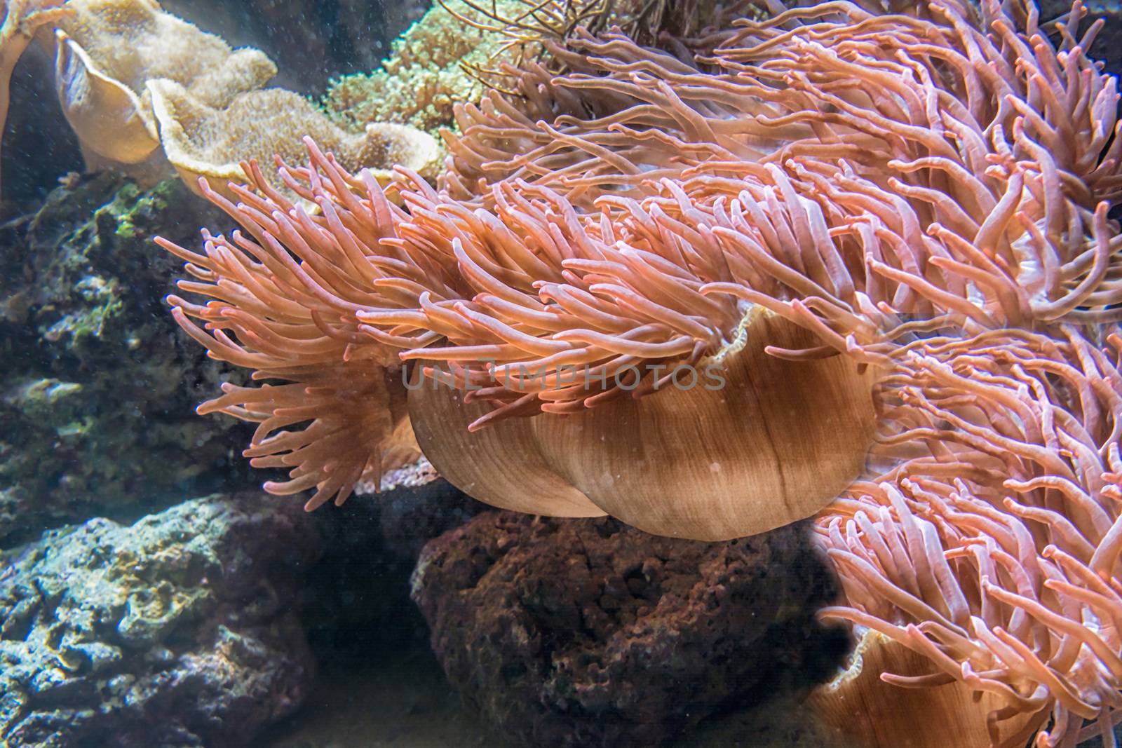 Beautiful pink sea anemone with many tentacles to catch plankton, fish, crabs or snails. Underwater view.