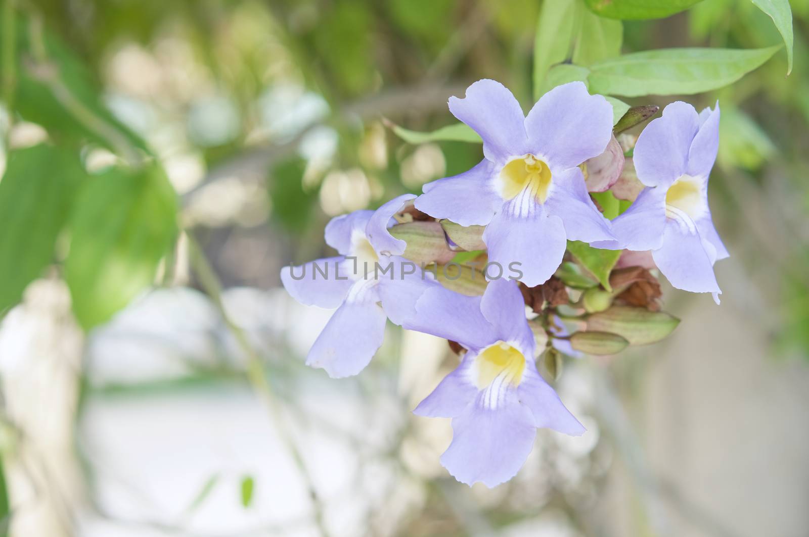 Blue trumpet vine, Thunbergia laurifolia or Laurel clock vine in public garden.