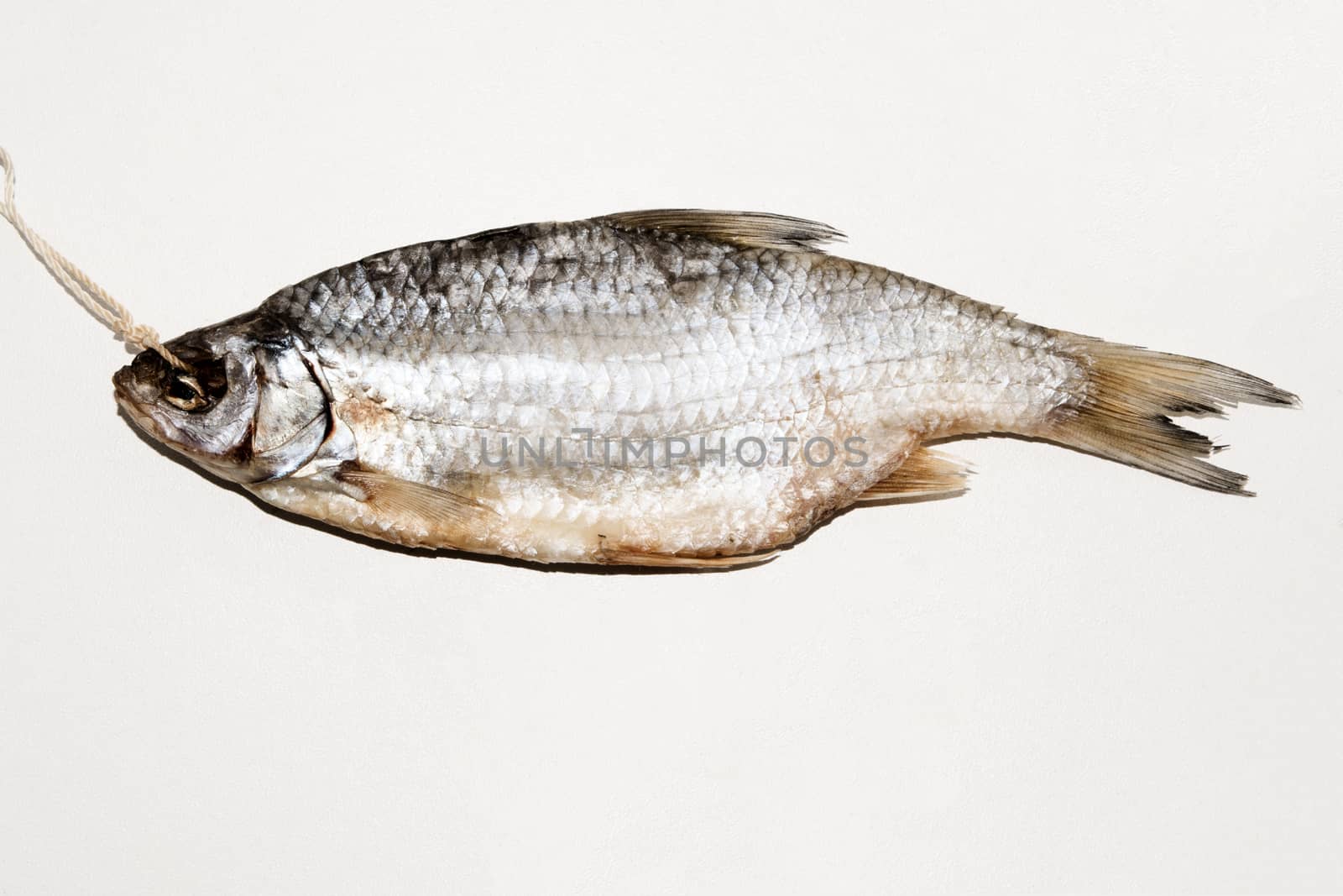 Dried fish on the table. Salty dry river fish on a white background. Dead dry salty fish - snack to beer. Isolated on white. .