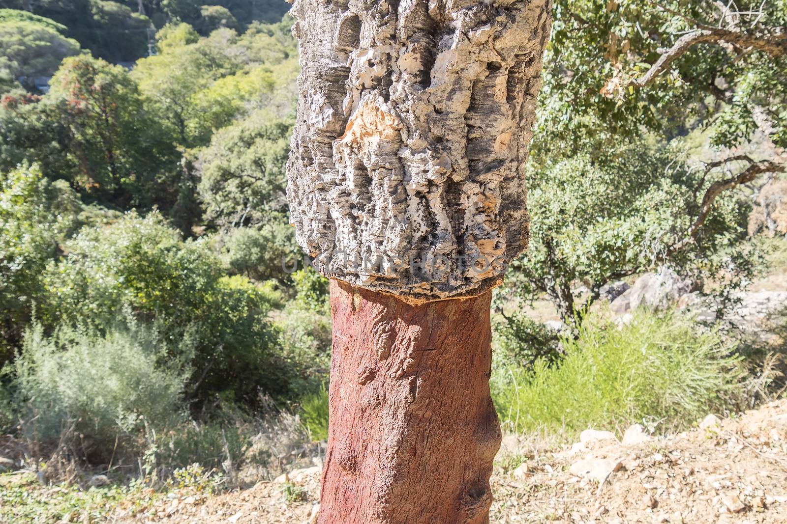 Extraction of cork, naked trunk, cork tree by max8xam
