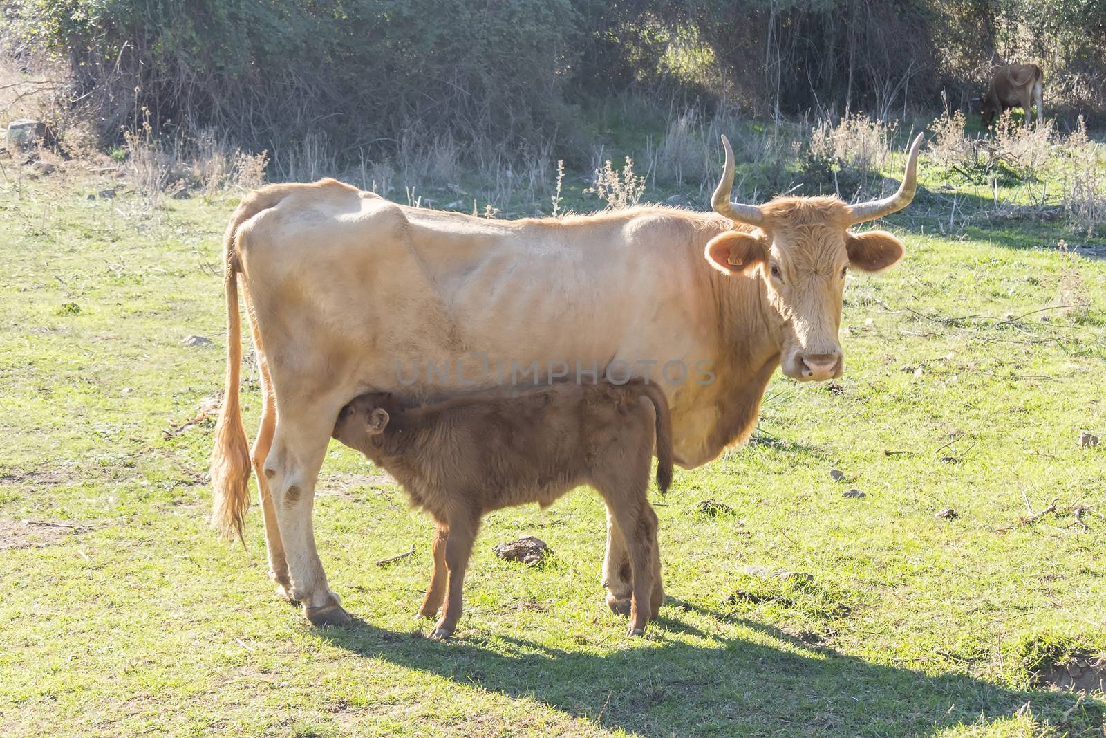 Calf sucking on her mother's udder by max8xam