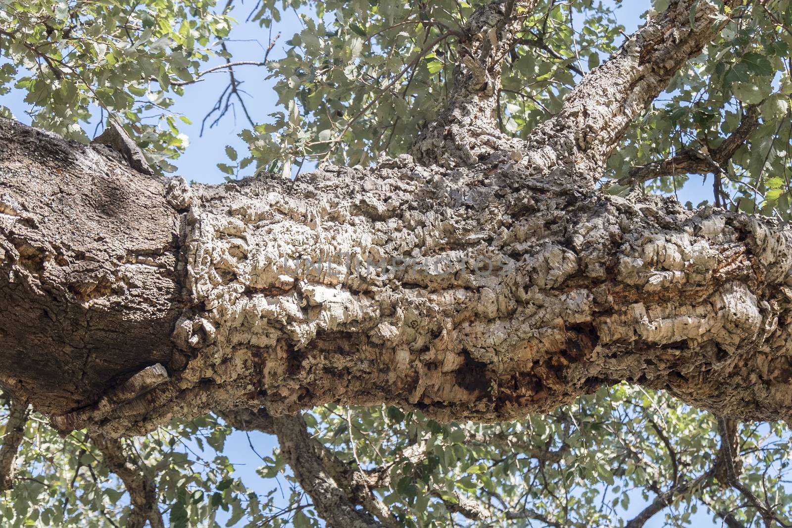 Extraction of cork, naked trunk, cork tree