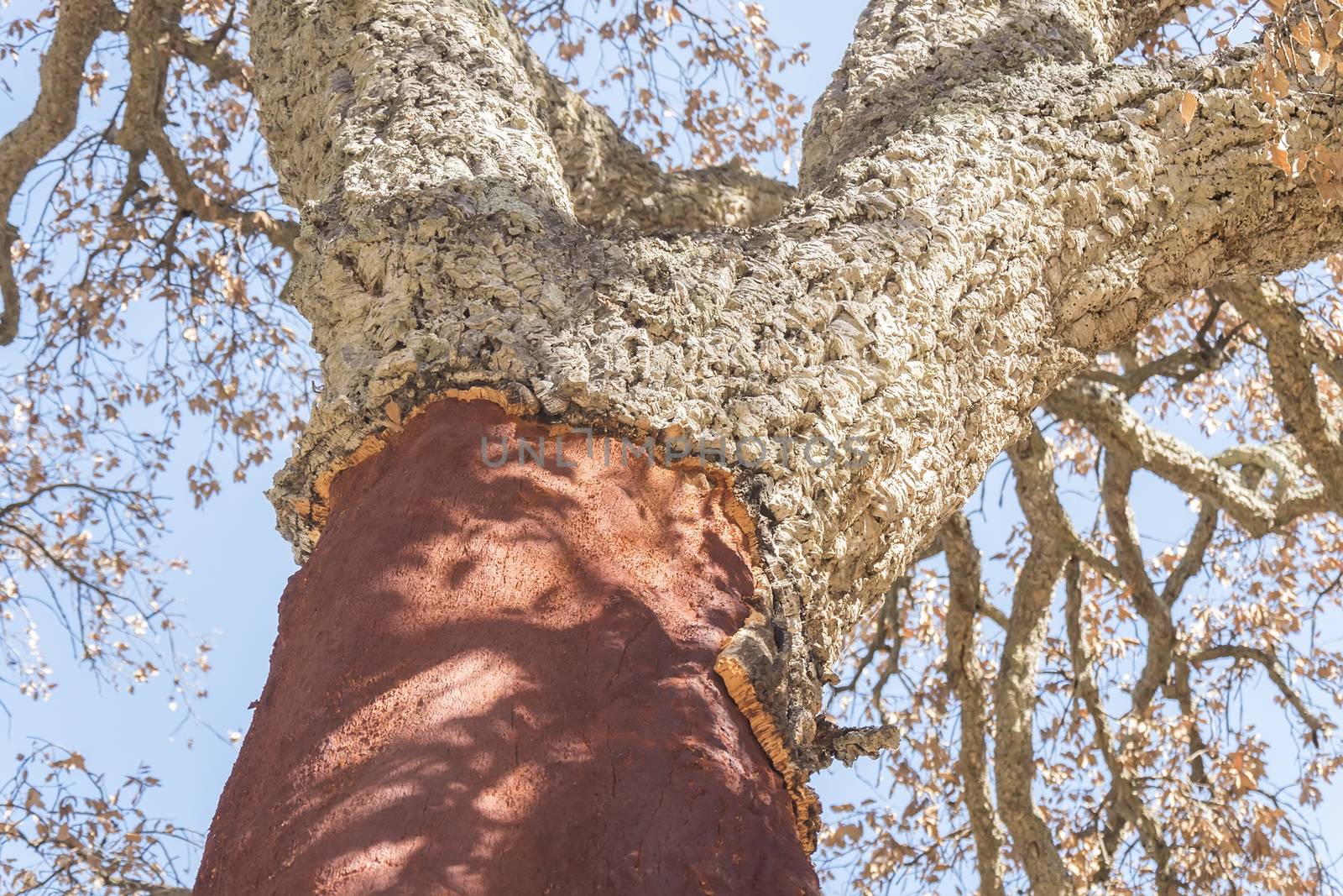 Extraction of cork, naked trunk, cork tree