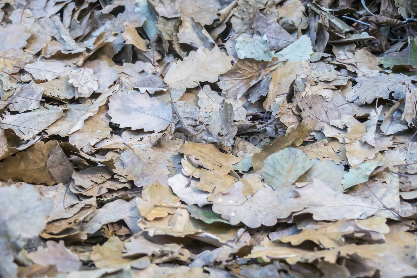Bed of Autumnal leaves fallen on ground