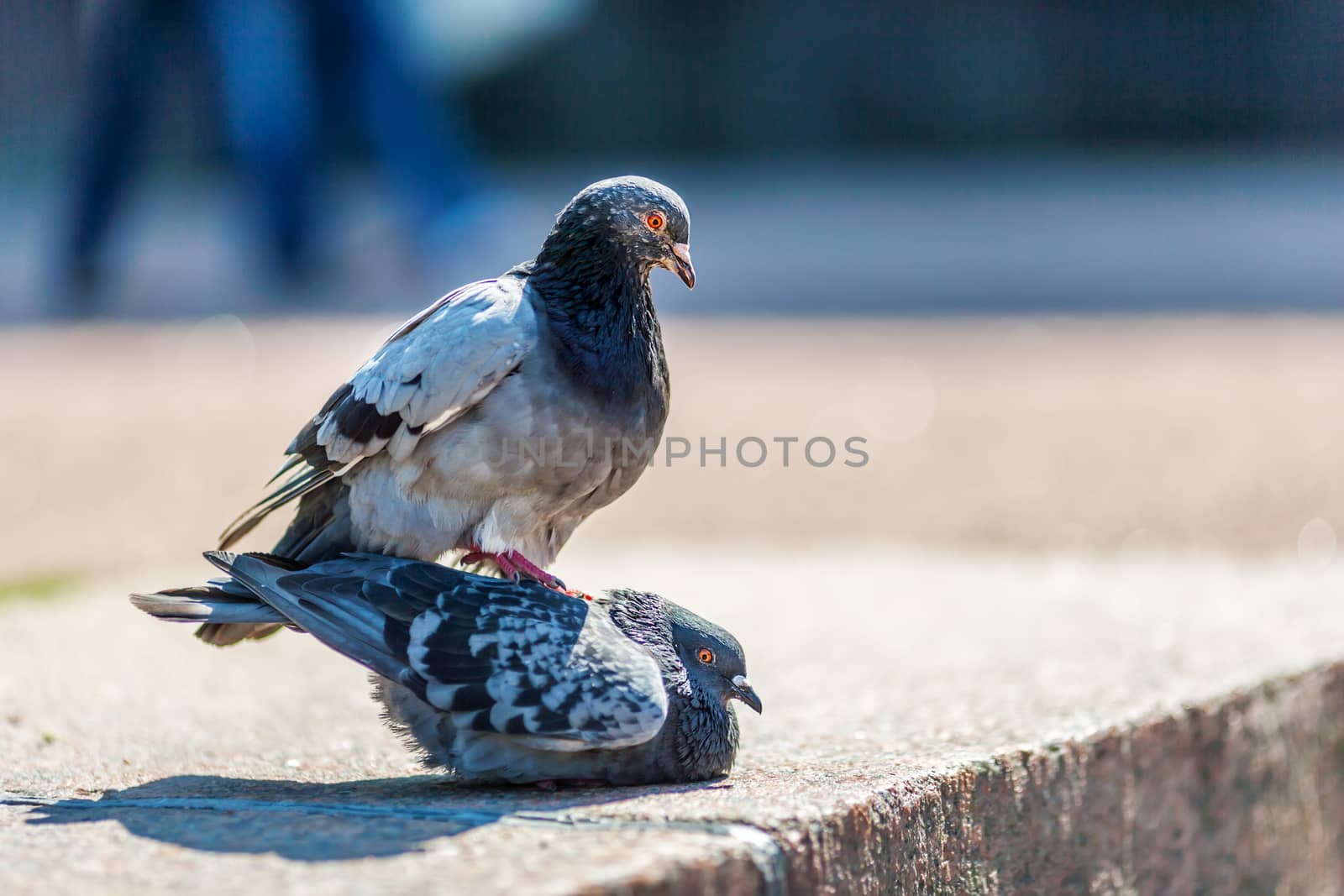 couple of pigeons in loving spring tome sunny day