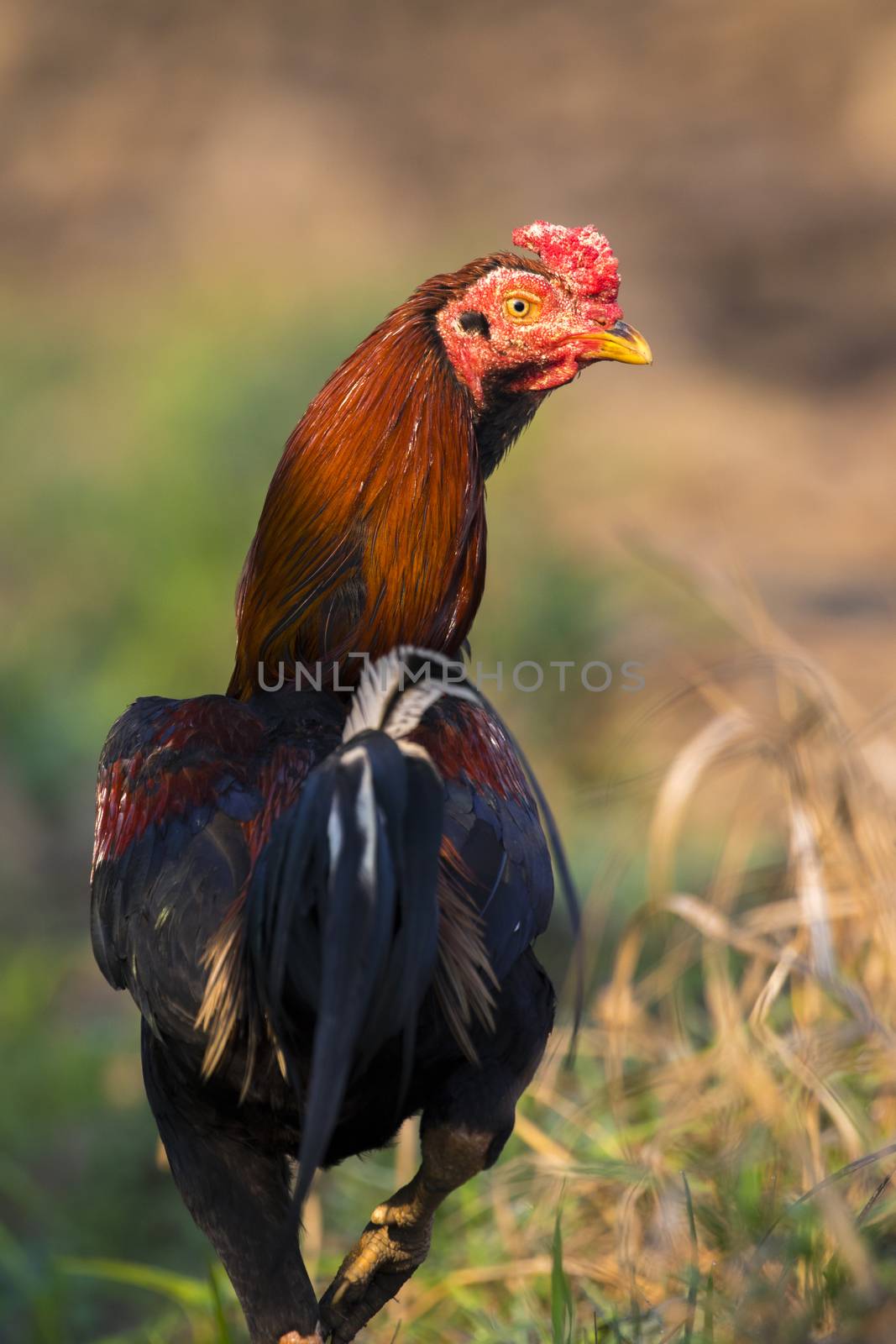 Image of rooster in green field. Farm Animals.