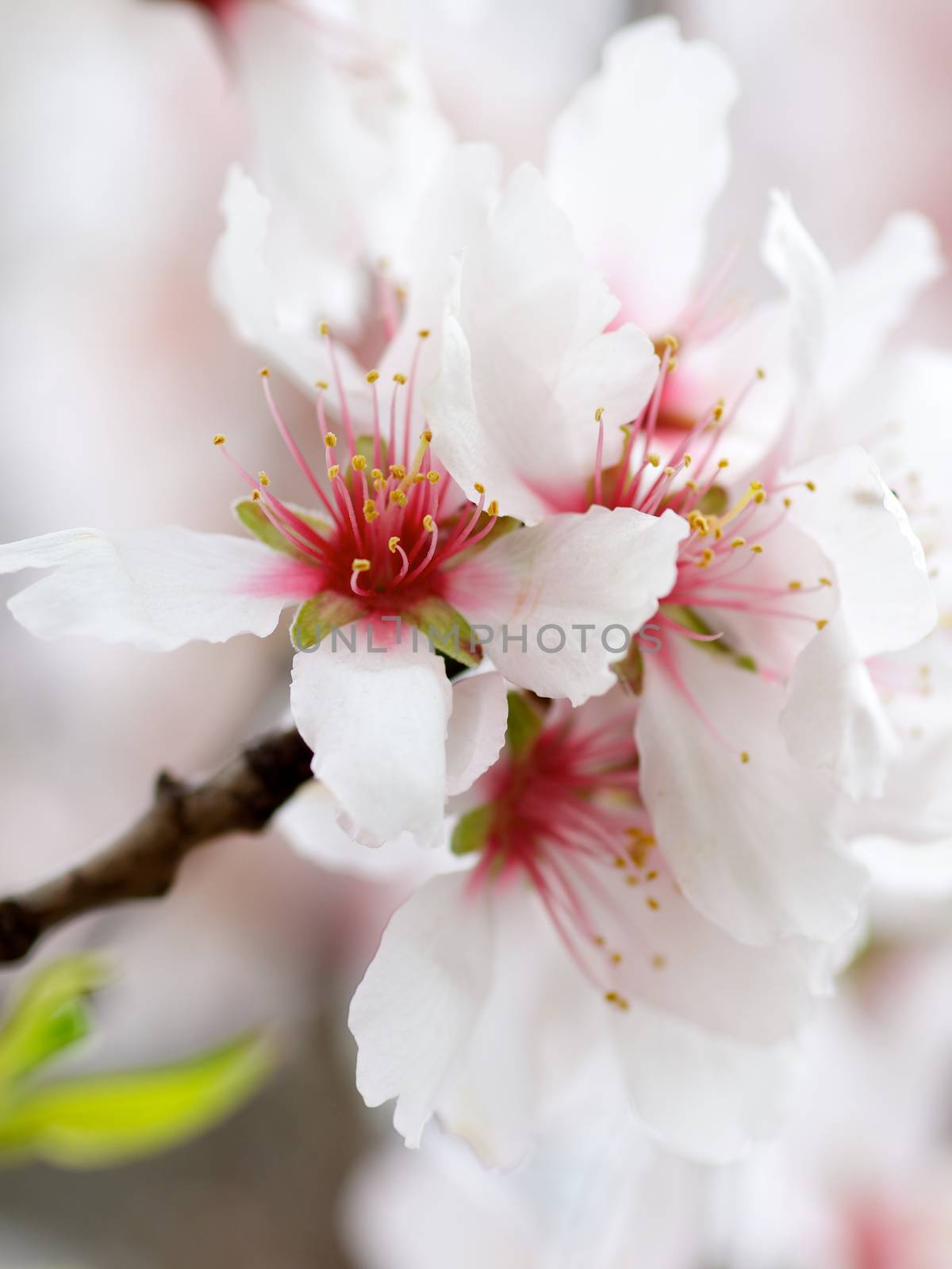 Beauty White and Red Cherry Blossoms on Blurred Cherry Flowers background. Focus on Pistil with Pollen