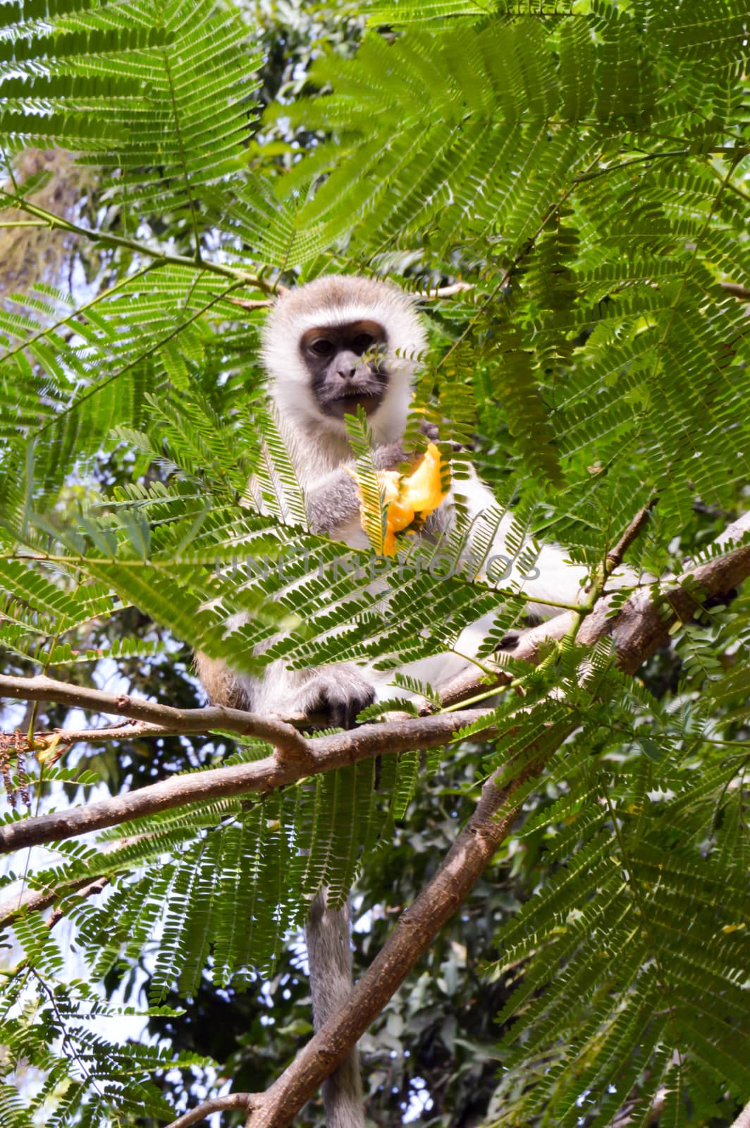 Monkey vervet on a tree eating a mango in a park in Mombasa, Kenya