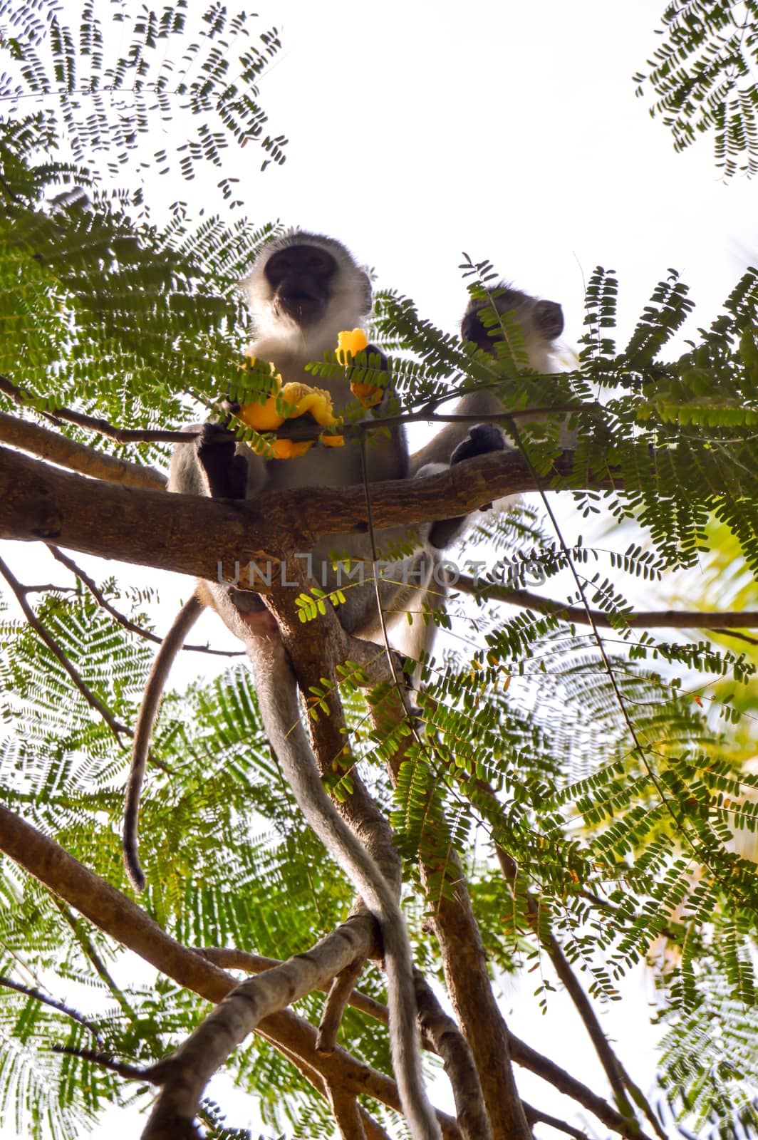 Monkey vervet and her cub on a tree eating a mango in a park in Mombasa, Kenya