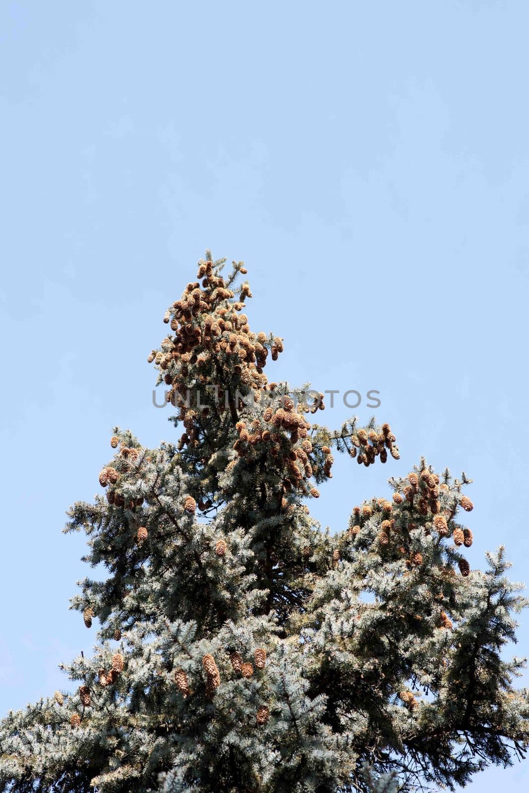 tree branch with needles and cones