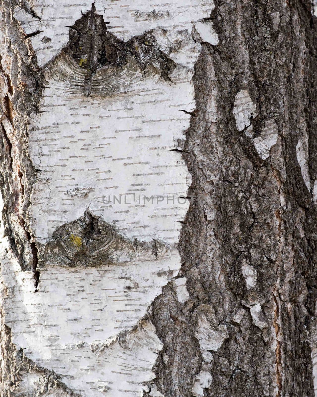 Texture of birch bark, background