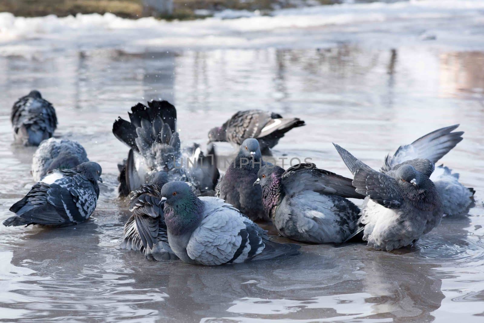 grey birds pigeons bathing in a puddle in the spring on the road