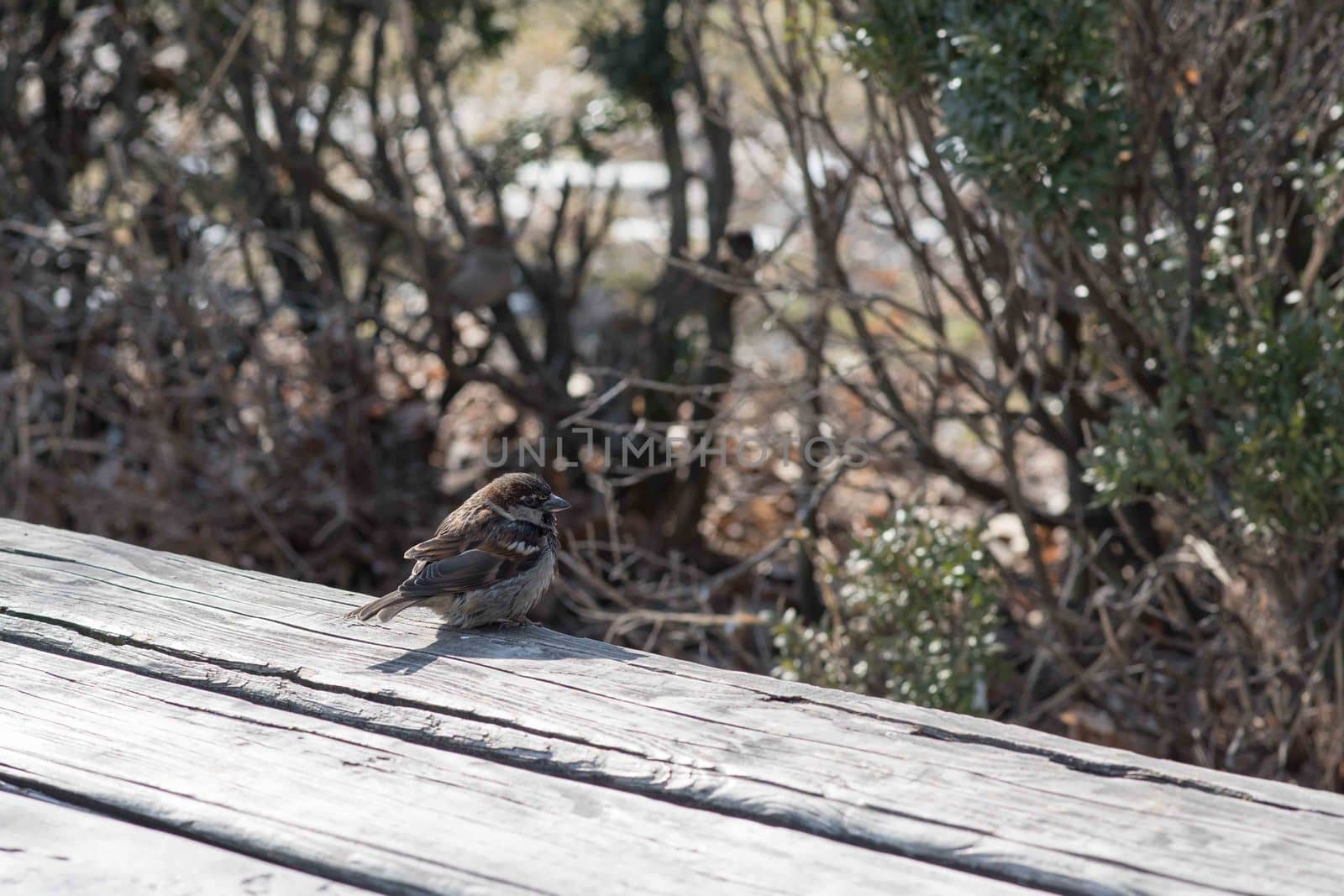 Birds in wildlife. View of beautiful bird which sits on a branch under sunlight landscape. Sunny, amazing, sparrow image.