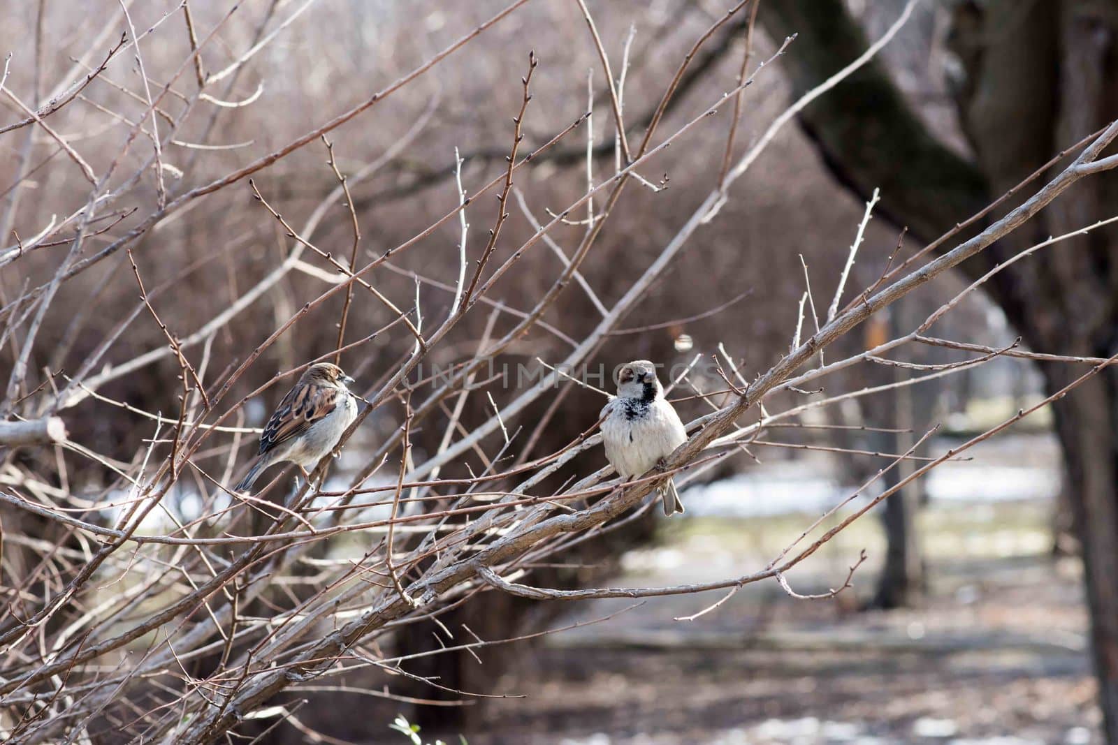 Birds in wildlife. View of beautiful bird which sits on a branch under sunlight landscape. Sunny, amazing, sparrow image.