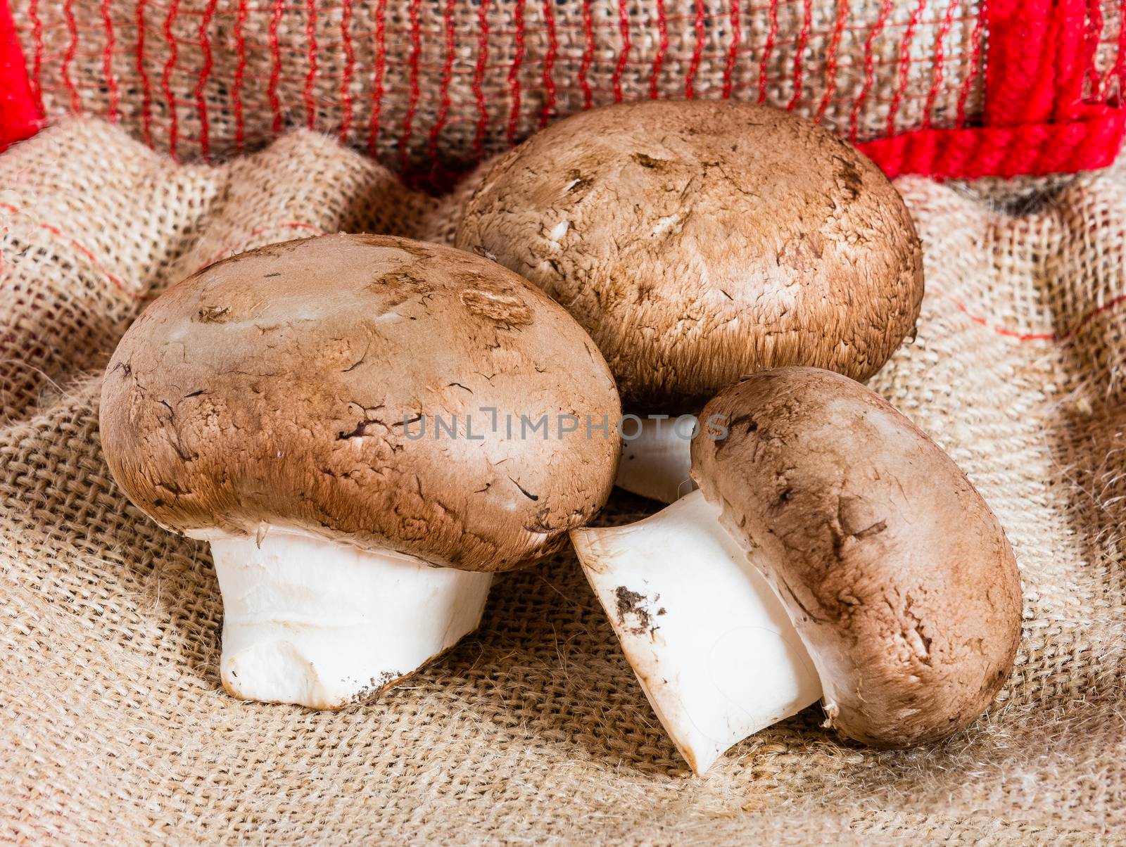 Champignon, just from the market by ben44