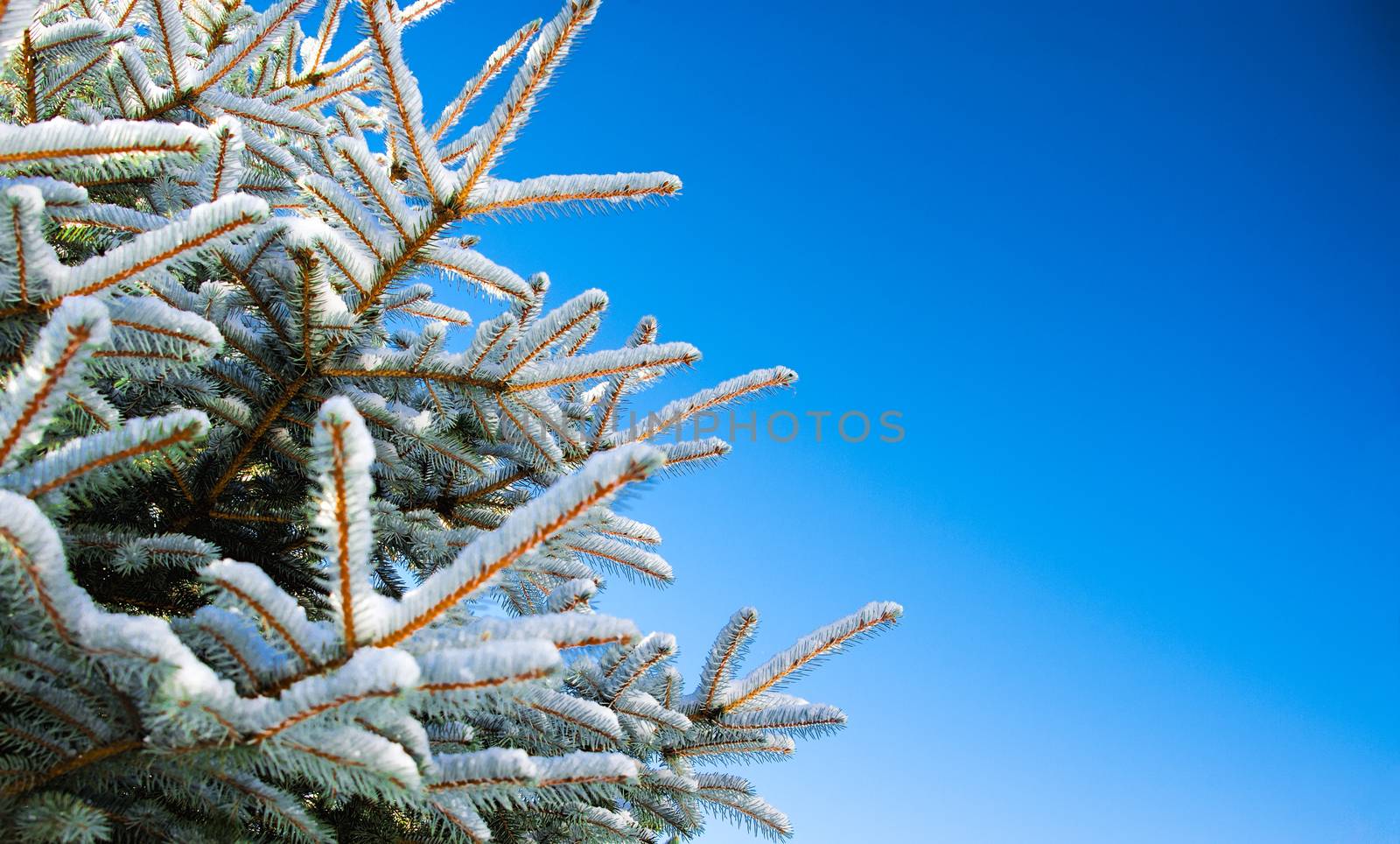 Young green Christmas Tree covered with snow, on a background of blue sky