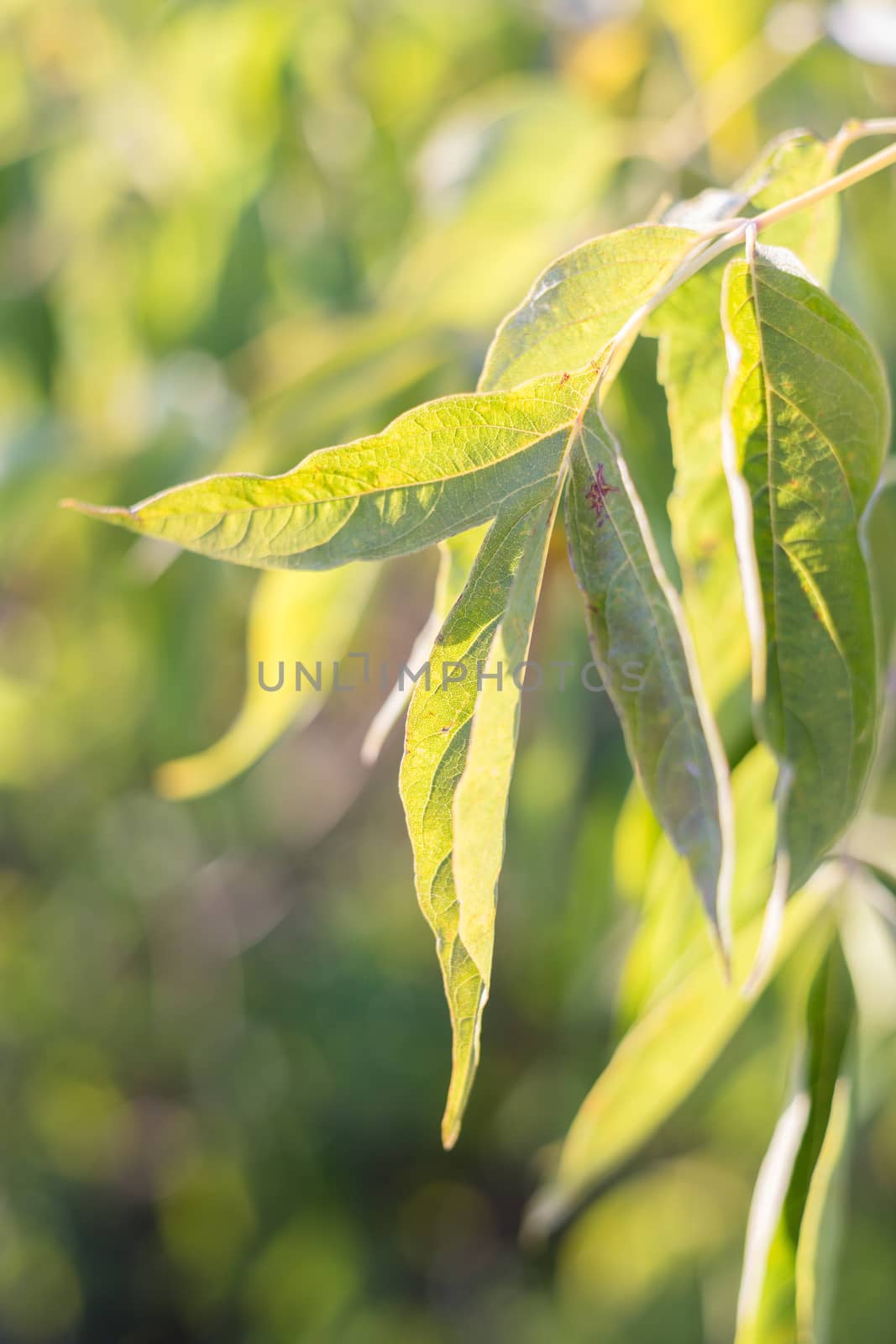 Green spring or summer leaves in sunlight