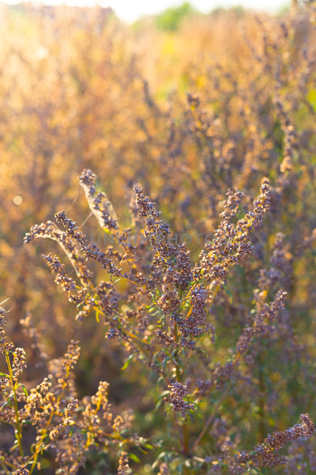 Indian summer meadow