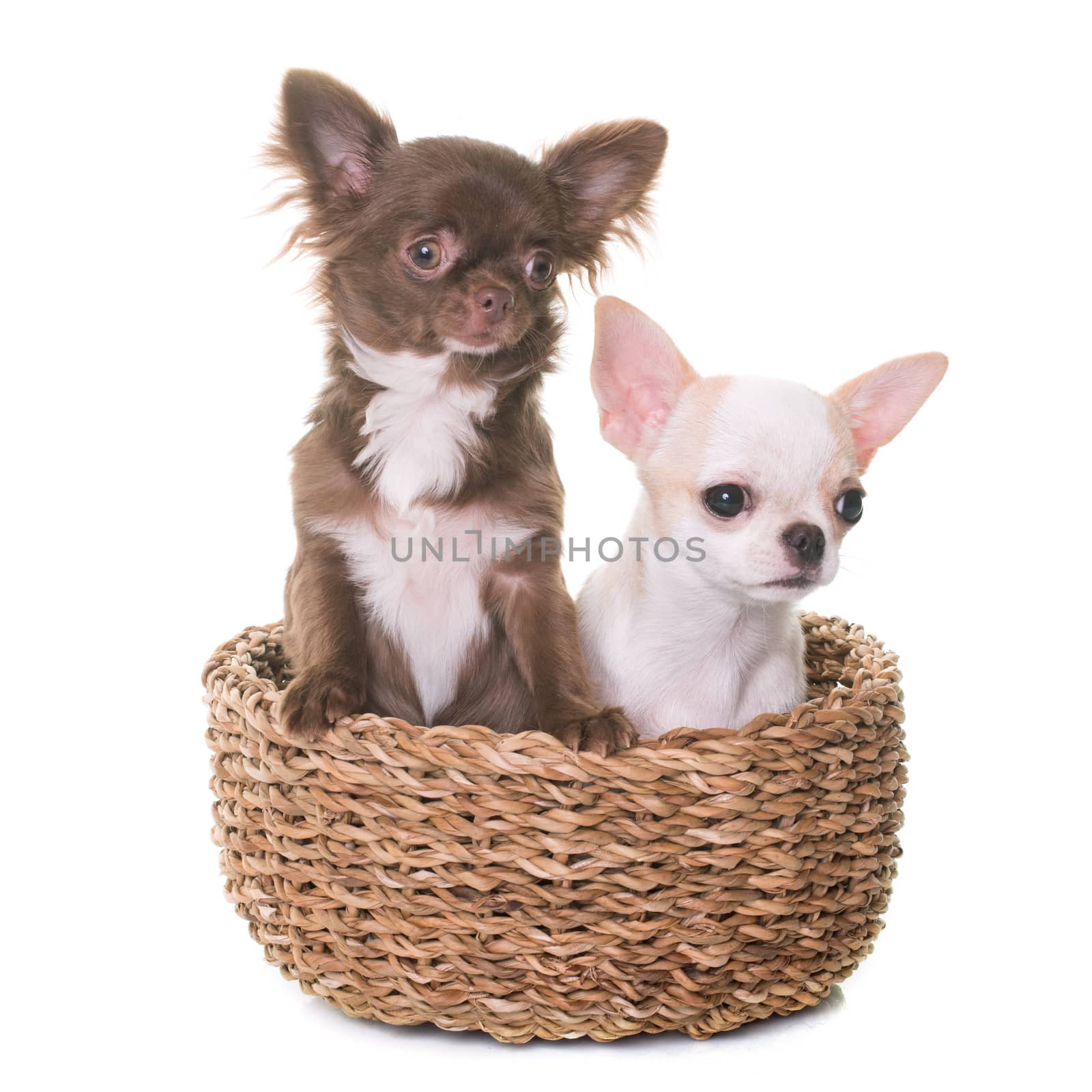 puppies chihuahua in studio by cynoclub