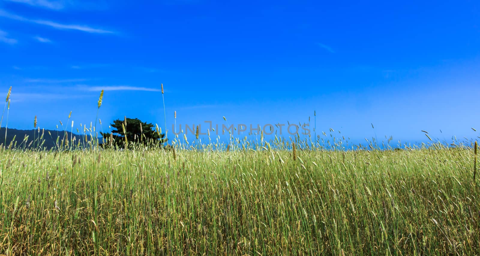 Tall Grass in a Largd Field With Blue Sky