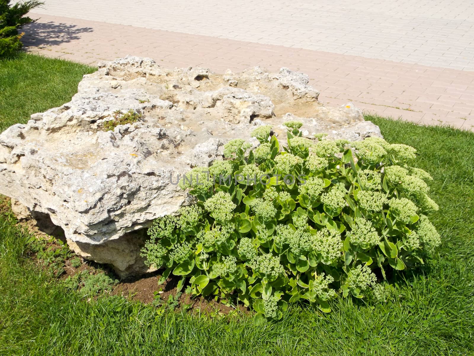 green plant in stone by rodakm