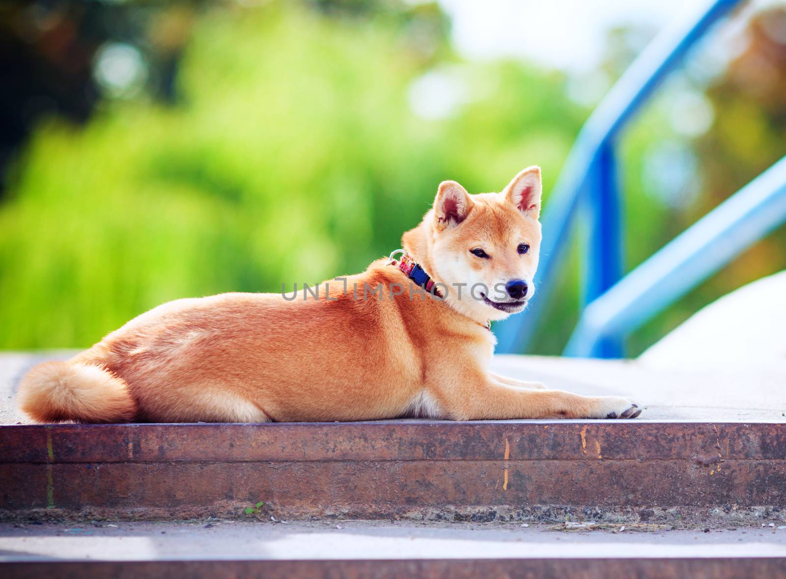 A young shiba inu resting in the park.