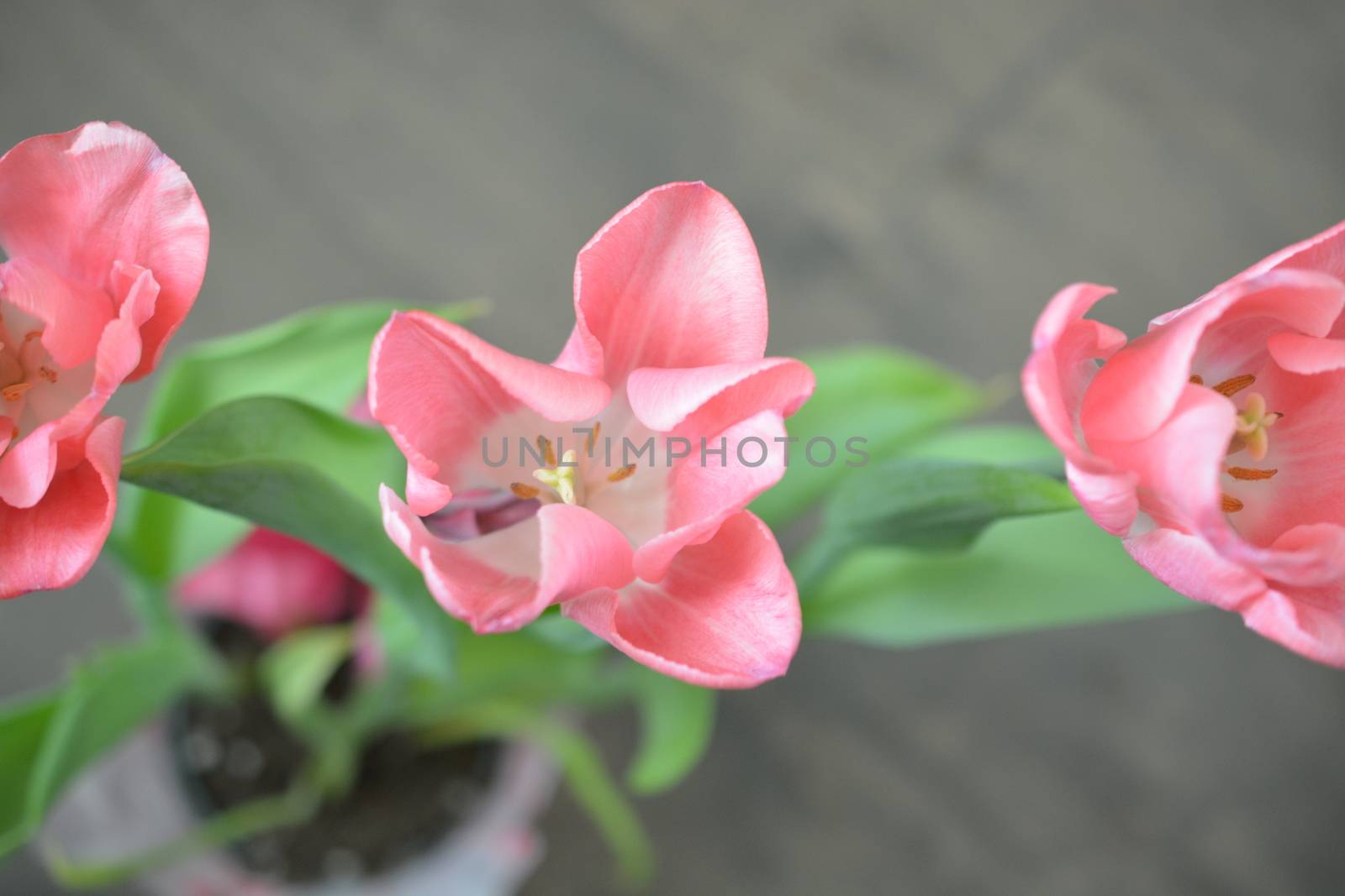 Three pink tulips shown up close