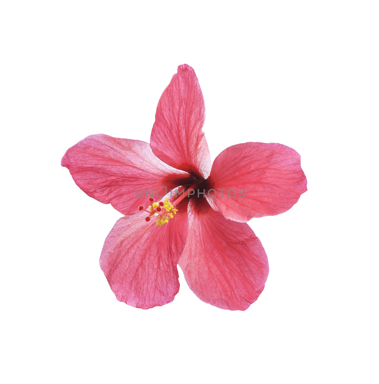 Hibiscus flower isolated on white background with clipping path