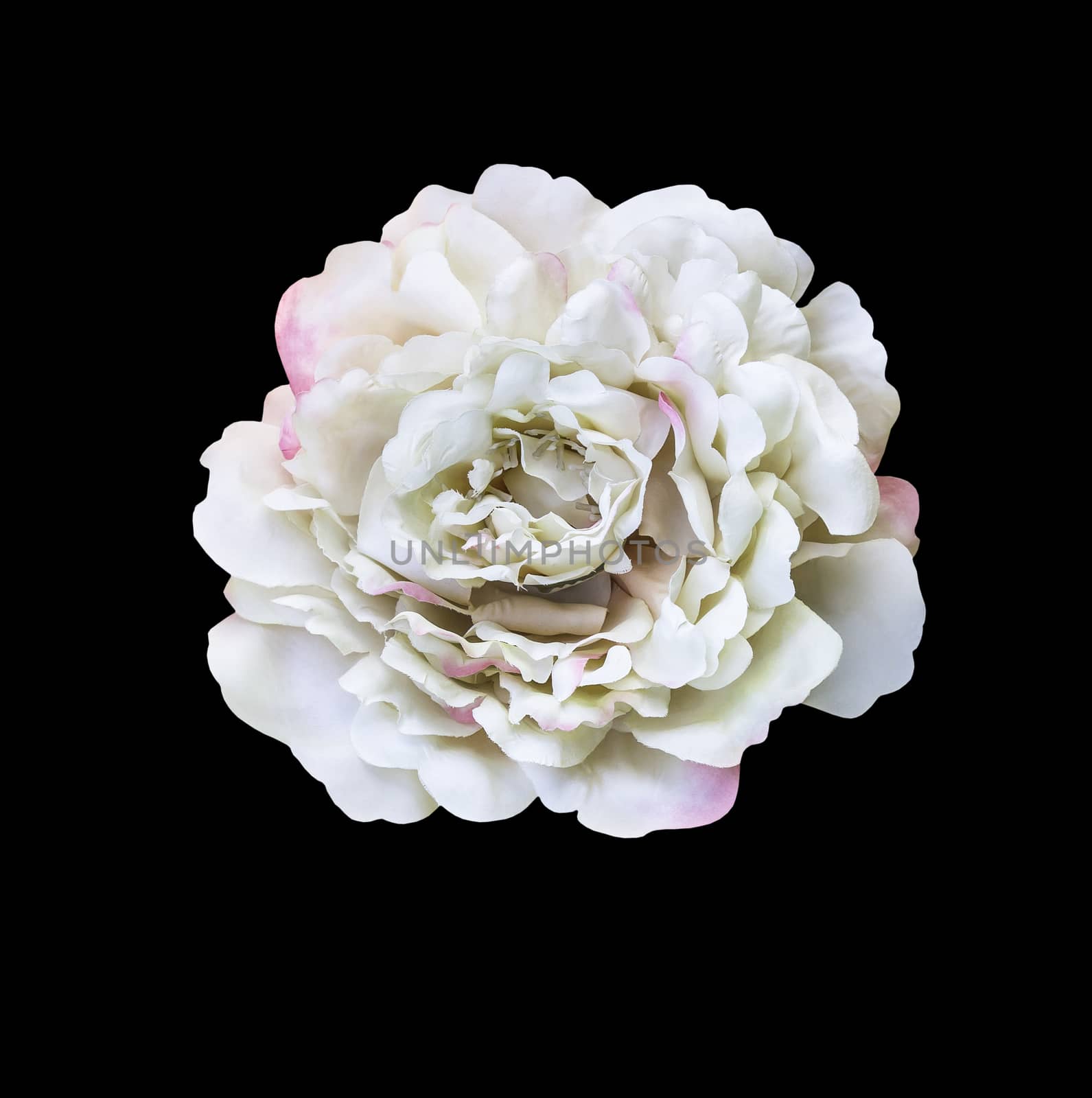 White artificial rose flower isolated on black with clipping path