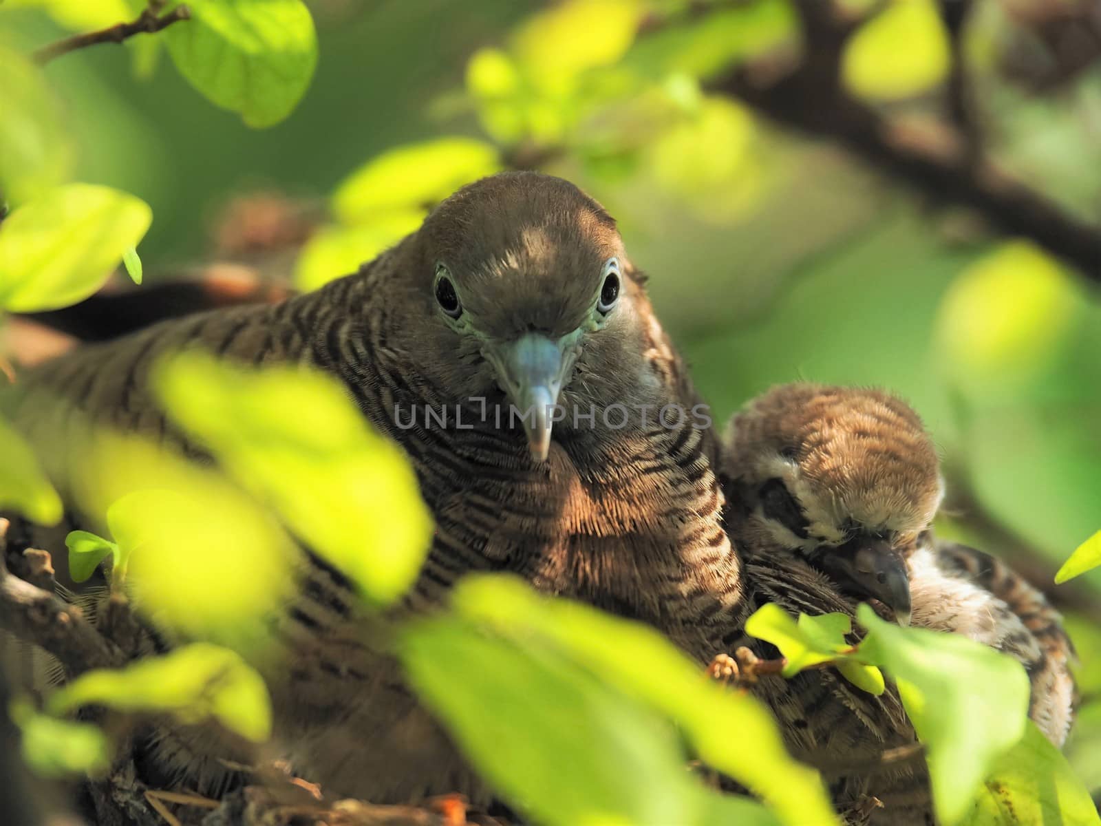 Close Up Of Two Birds, Baby Bird With Mother Portrait In Bird's Nest
