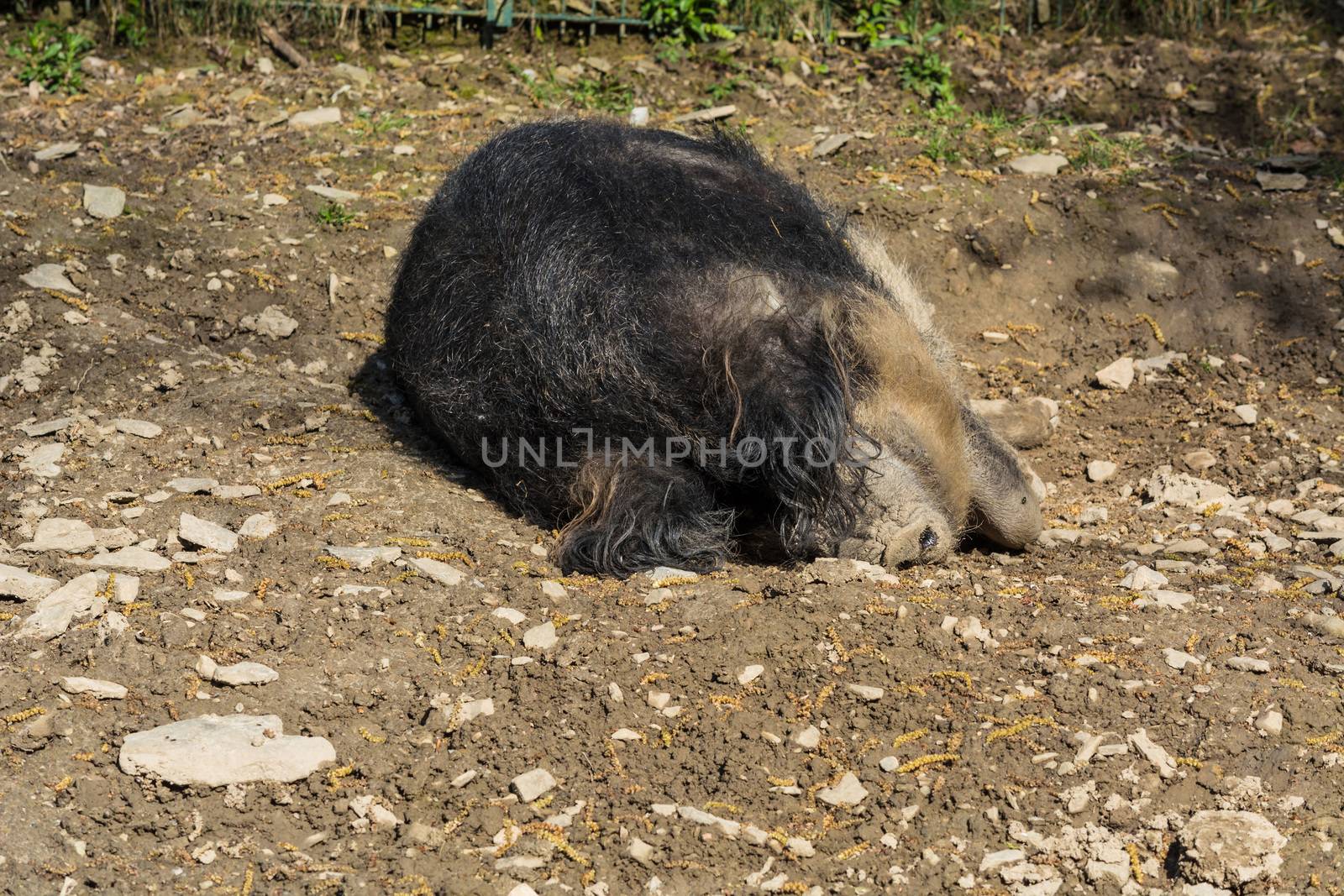 European wild boar in the mud in the warm summer sun lying.