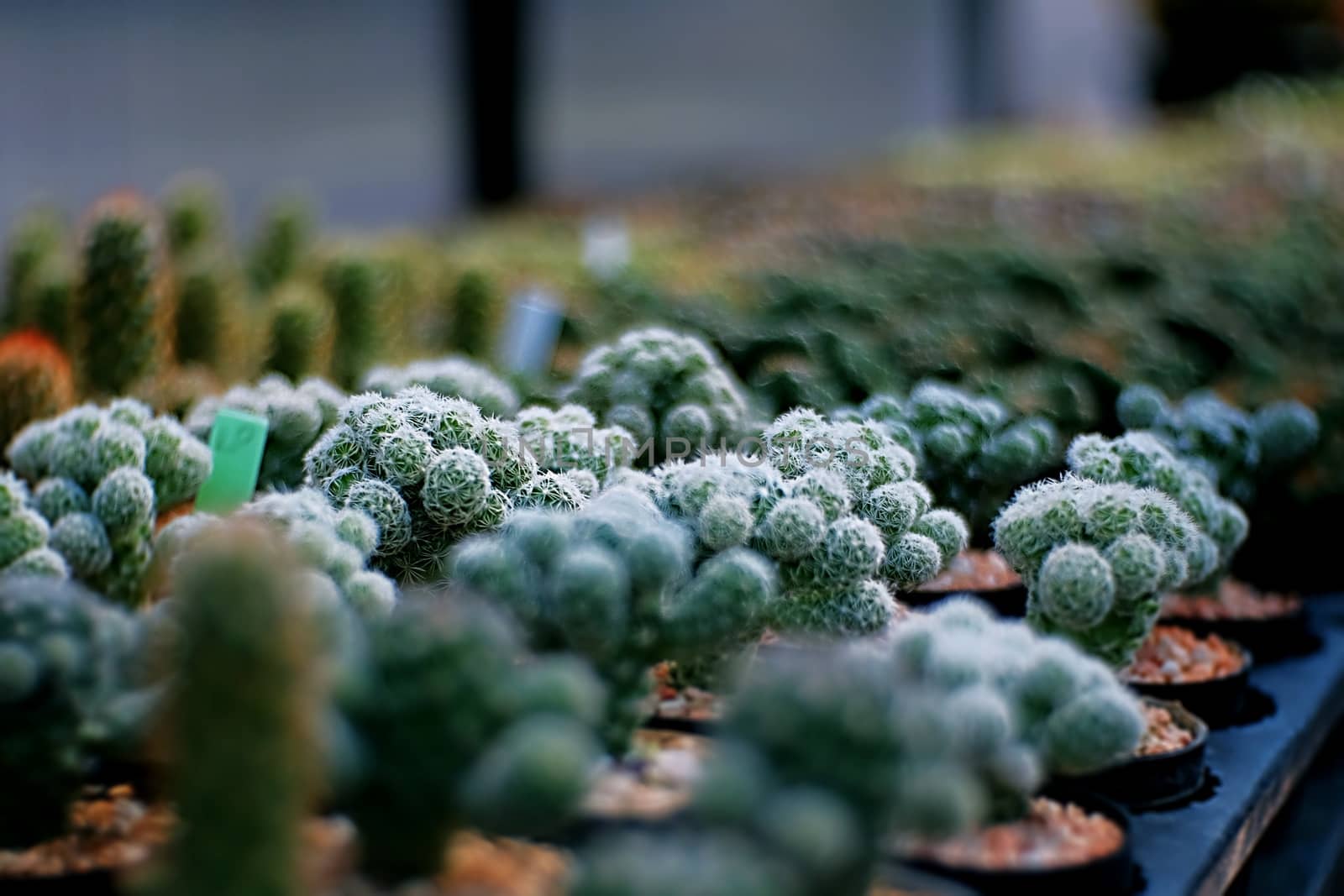 Close Up Cactus Farm